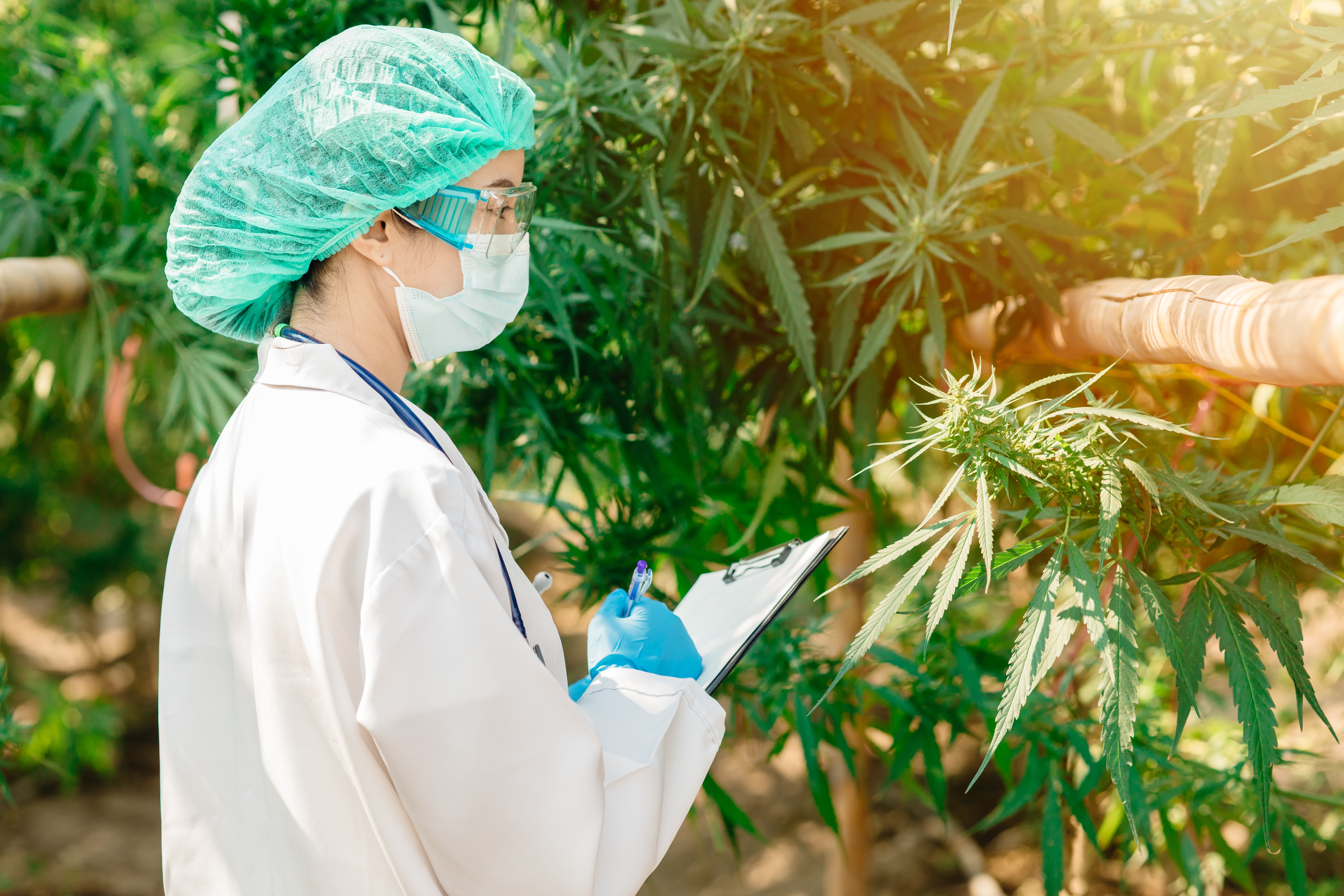 La coltivazione di cannabis a scopo terapeutico